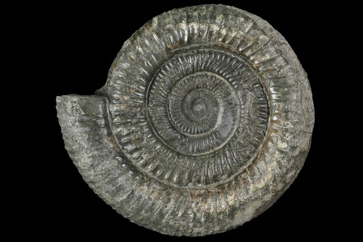 Dactylioceras Ammonite Fossil - England #100468